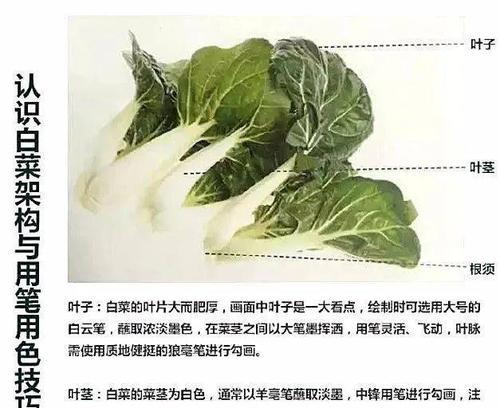 大白菜系统修复工具教程（一站式系统修复工具，轻松应对各类故障）