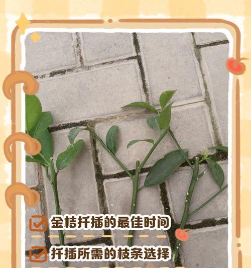 火龙果扦插的时间和方法（探讨火龙果扦插的最佳时间和有效方法）