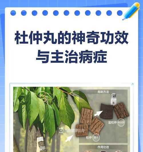 杜仲——神奇的植物，疗愈身心（探索杜仲的功效与用途，重拾健康美好生活）